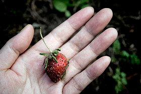 Decayed Strawberry.jpg