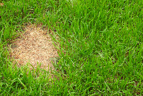 Dead Patch of Grass.jpg